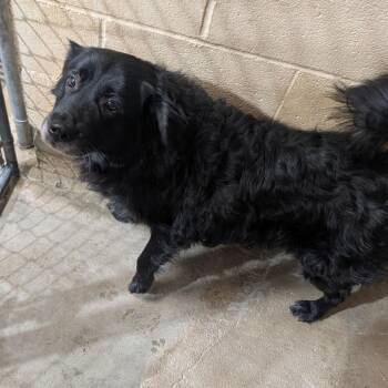 Porsha -  Australian Shepherd and Mixed Breed Dog for Adoption in TIMBERCRK CYN, Texas - Porsha | PetCurious