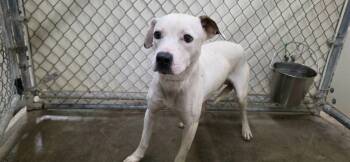 Polaris -  Labrador Retriever and Pit Bull Terrier Dog for Adoption in California City, California - Polaris | PetCurious