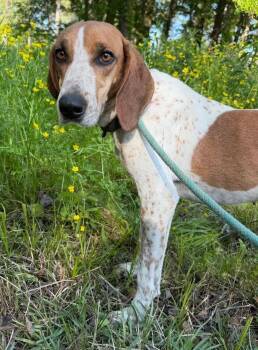 Coonhound Dogs Available for Adoption in Calera, Alabama - June | PetCurious