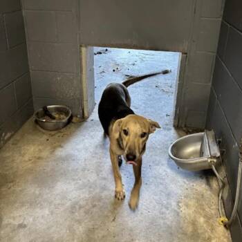Miss Mam -  Black Labrador Retriever Dog for Adoption in Austin, Texas - Miss Mam | PetCurious