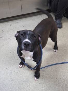 Rescue Pit Bull Terrier and Mixed Breed Dogs for Adoption in Chesapeake, Virginia - Skip Bo | PetCurious