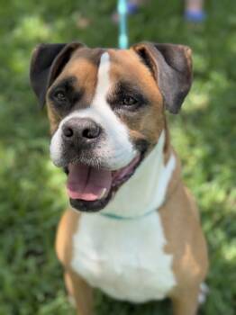 Boxer Dogs Available for Adoption in Houston, Texas - Rocky | PetCurious