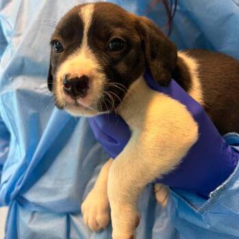 Disney -  Mixed Breed Dog for Adoption in Huntington, West Virginia - Disney | PetCurious