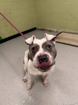 Pit Bull Terrier Dogs Available for Adoption - MCFLY | PetCurious