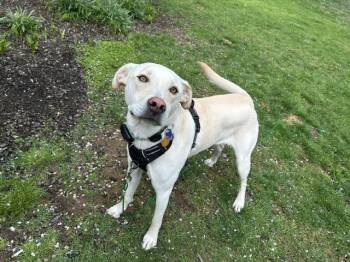 Labrador Retriever and Husky Dogs Available for Adoption in Watertown, Connecticut - Cooper Boy | PetCurious