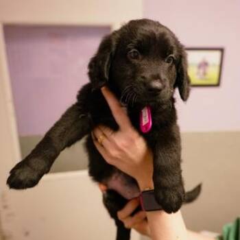 Dutch Shepherd Dogs Available for Adoption - Chelsea | PetCurious