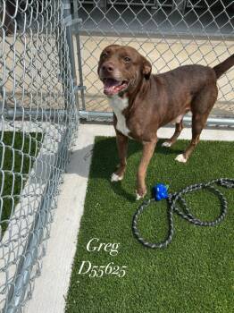 Greg -  Mixed Breed Dog for Adoption in Clarksville, Tennessee - Greg | PetCurious