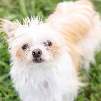 Fifty -  Maltese and Chihuahua Dog for Adoption - Fifty | PetCurious