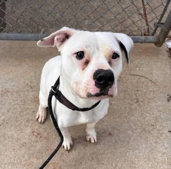 JAZMINE -  Pit Bull Terrier Dog Available for Adoption in Charlotte, North Carolina - JAZMINE | PetCurious