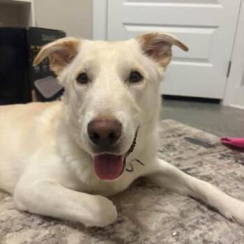 Atlas -  Golden Retriever and Yellow Labrador Retriever Dog for Adoption in Myrtle Beach, South Carolina - Atlas | PetCurious