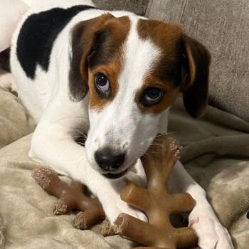 Charles -  Beagle and Mixed Breed Dog for Adoption in Cincinnati, Ohio - Charles | PetCurious