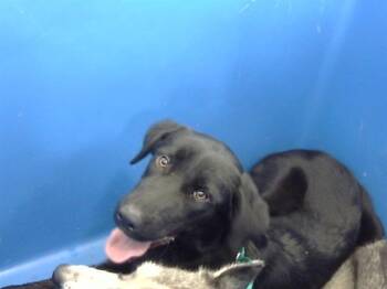 Rescue Mixed Breed Dogs for Adoption in Dallas, Texas - FERGGY | PetCurious