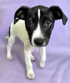 Terrier and Mixed Breed Dogs Available for Adoption in Morton Grove, Illinois - Penguin | PetCurious