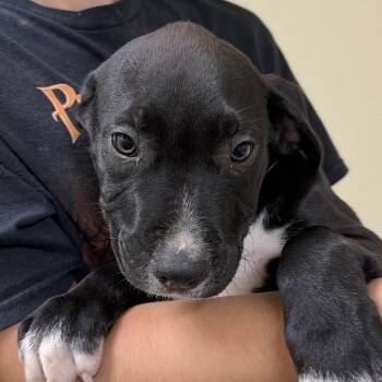 Arthur -  Terrier and Mixed Breed Dog for Adoption in Palestine, Texas - Arthur | PetCurious