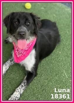 Retriever and Border Collie Dogs Available for Adoption in Marietta, Georgia - Luna(17) | PetCurious