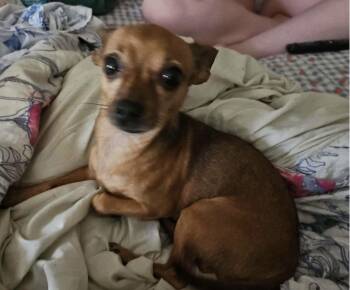Chihuahua Dogs Available for Adoption in Westwood, New Jersey - Nemo | PetCurious