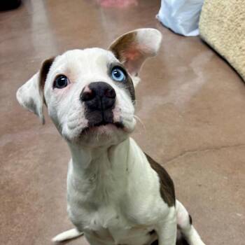 Sterling -  Terrier Dog for Adoption in Chattanooga, Tennessee - Sterling | PetCurious
