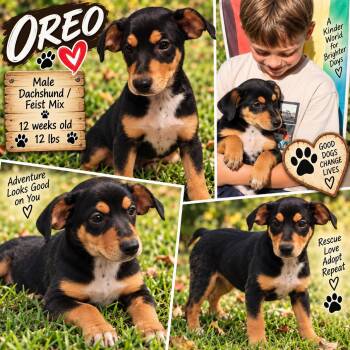 OREO -  Dachshund and Rat Terrier Dog for Adoption in Jackson, Tennessee - OREO | PetCurious