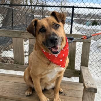 Mixed Breed Dogs Available for Adoption - Scarlett- Backyard Zoomie Queen  | PetCurious