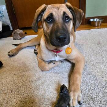 Black Mouth Cur and Rhodesian Ridgeback Dogs Available for Adoption - Kiki | PetCurious