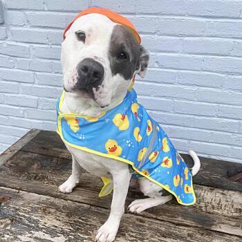 Lincoln (Reduced Rover) -  Terrier and Mixed Breed Dog for Adoption in Abbotsford, British Columbia - Lincoln (Reduced Rover) | PetCurious