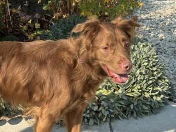 Rescue Mixed Breed Dogs for Adoption in Hamilton, Montana - Gander | PetCurious