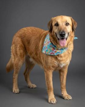 Golden Retriever and Retriever Dogs Available for Adoption - Madea | PetCurious