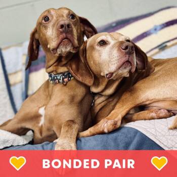 Vizsla Dogs Available for Adoption in State College, Pennsylvania - Todd & Piper | PetCurious