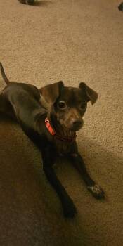 Rescue Chiweenie Dogs for Adoption in Phoenix, Arizona - Andy | PetCurious