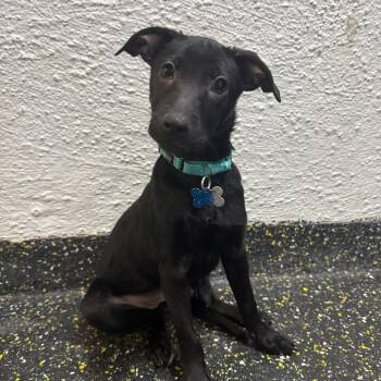 Rescue Chihuahua Dogs for Adoption in New York, New York - Emmie | PetCurious