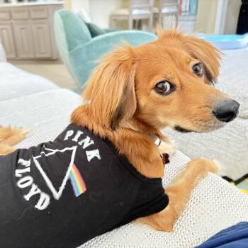 Bodee -  Dachshund and Chihuahua Dog for Adoption in Sugar Land, Texas - Bodee | PetCurious