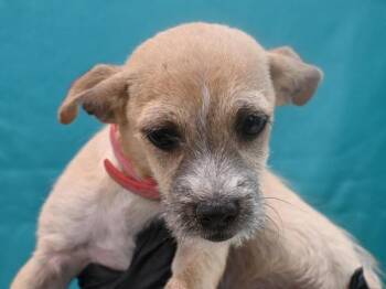 Teddy -  Terrier and Chihuahua Dog for Adoption in Portland, Oregon - Teddy | PetCurious