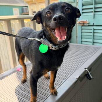 Pascal -  Chihuahua and Mixed Breed Dog for Adoption in New Orleans, Louisiana - Pascal | PetCurious