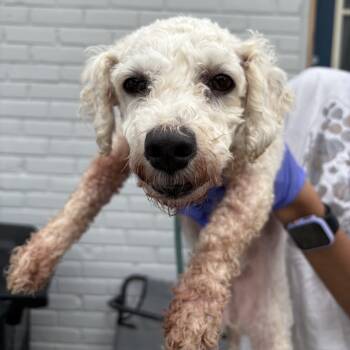 Rescue Bichon Frise Dogs for Adoption in Northbrook, Illinois - Khloe | PetCurious