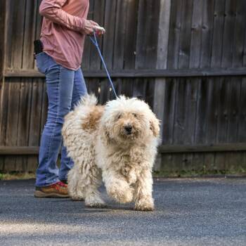 Rescue Goldendoodle Dogs for Adoption in Chester Springs, Pennsylvania - Spirit | PetCurious