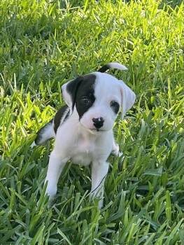 Labrador Retriever and Plott Hound Dogs Available for Adoption in St. Augustine, Florida - Cowgirl | PetCurious