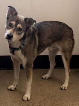 Texas -  German Shepherd Dog Dog for Adoption in Cleveland, Ohio - Texas | PetCurious