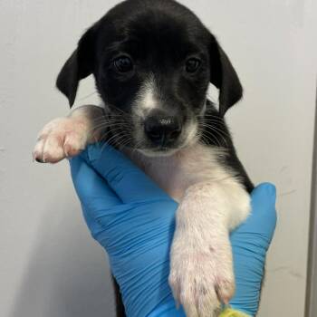 Catahoula Leopard Dog and Labrador Retriever Dogs Available for Adoption in Hattiesburg, Mississippi - Ava | PetCurious