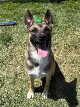 Rescue German Shepherd Dog Dogs for Adoption in Sebec, Maine - CLARA BELLE | PetCurious