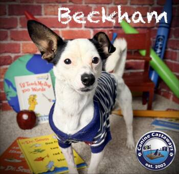 Beckham -  Jack Russell Terrier and Chihuahua Dog for Adoption in Arcadia, Florida - Beckham | PetCurious