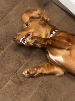 Chip -  Dachshund Dog for Adoption in Jacksonville, Florida - Chip | PetCurious