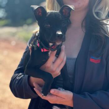 Rescue Mixed Breed Dogs for Adoption in Nampa, Idaho - Toast | PetCurious
