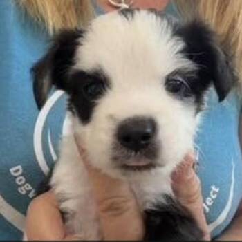 Carl -  Rat Terrier and Chihuahua Dog for Adoption in Larkfield-wikiup, California - Carl | PetCurious