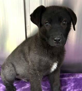 Labrador Retriever Dogs Available for Adoption in Aurora, Illinois - Pascal | PetCurious
