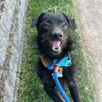 Rescue Terrier and Mixed Breed Dogs for Adoption in Roanoke, Virginia - Kip (WV 9) | PetCurious