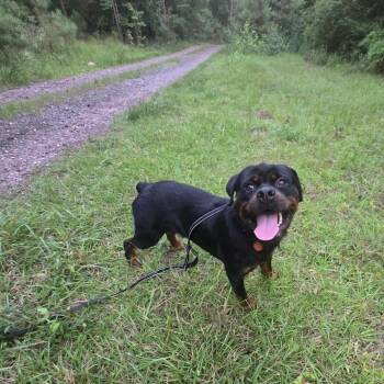 Dozer -  Rottweiler Dog for Adoption in Helena, Alabama - Dozer | PetCurious