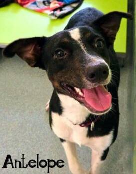 Antelope -  Terrier and Mixed Breed Dog for Adoption in Blountville, Tennessee - Antelope | PetCurious