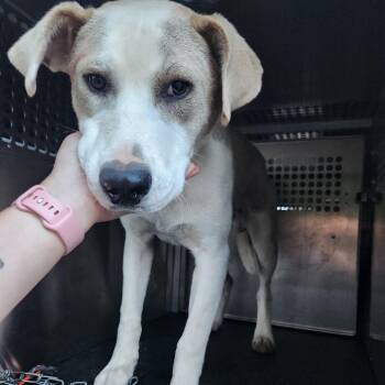 Shepherd Dogs Available for Adoption in Birmingham, Alabama - Luke | PetCurious