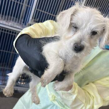 Mixed Breed Dogs Available for Adoption - 103163 | PetCurious