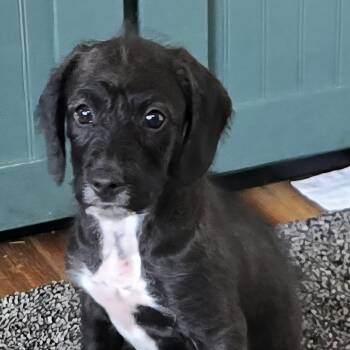 Dachshund Dogs Available for Adoption - Jasper | PetCurious